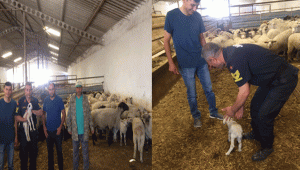 ÇALINAN HAYVANLARI SAHİPLERİNE TESLİM EDİLDİ