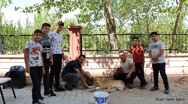 Dinar'da Öğrencilerin Çok Sevdiği Çomar'a Serum Takıldı