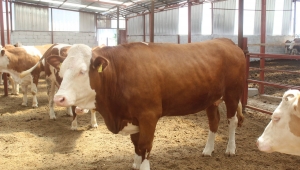 HİBELİ DÜVE ALIM DESTEĞİ BAŞLADI