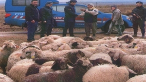 KAYIP HAYVANLAR BULDUNDU