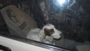 Araç İçide 3 Gündür Bekleyen Köpeği Polis Kurtardı