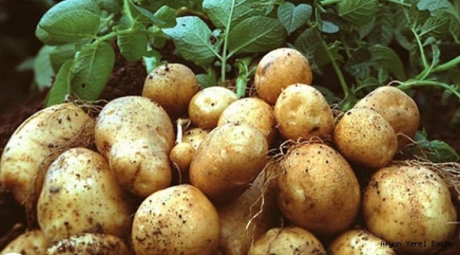 PATATES İHRACATİNDA HERHANGİ BİR KISITLAMA BULUNMAMAKTADIR