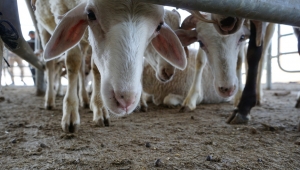 Şuhut Belediyesi Canlı Hayvan Pazarı Kapılarını Açtı