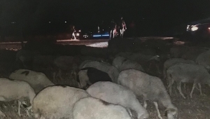  Jandarma Kaybolan 40 Adet Hayvanı Buldu