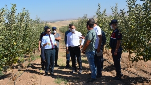 Bilici, Meyve Bahçesinde İncelemelerde Bulundu.