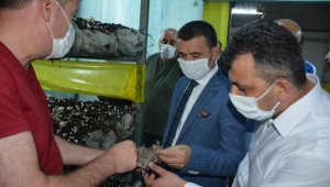 Dondurulmuş Patatesin Lideri Emirdağ OSB’dir