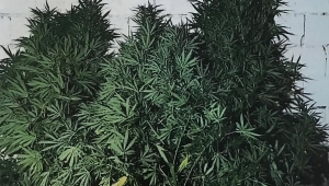 GÖKÇEK KÖYÜNDE ESRAR MADDESİ ELE GEÇİRİLDİ..