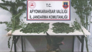 EVİN BAHÇESİNDE KENEVİR BİTKİSİ ELE GEÇİRİLDİ.