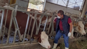 2020 yılı Sonbahar Şap Aşılama Kampanyası Başladı