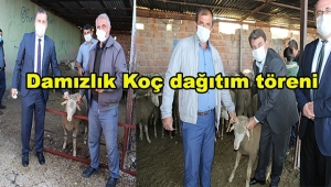 Dinar’da Damızlık Koç Dağıtım Töreni Düzenlendi