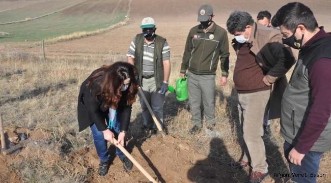 SANDIKLI'DA FİDANLAR TOPRAKLA BULUŞTU