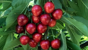 Sultandağı Kirazı coğrafi işaret tescili aldı..