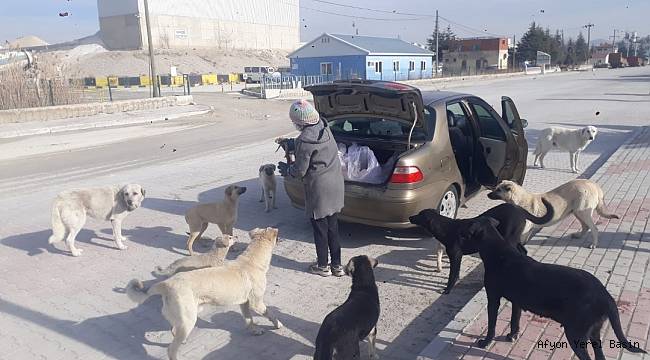 Bugün 4 NiSAN DÜNYA SOKAK HAYVANLARI GÜNÜ.