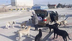 Bugün 4 NiSAN DÜNYA SOKAK HAYVANLARI GÜNÜ.