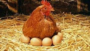 Tavuk eti üretimi 158 bin 715 ton, tavuk yumurtası üretimi 1,6 milyar adet olarak gerçekleşti