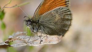 Cem Akın’ın kelebek fotoğrafları hayran bıraktı