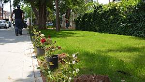 Başkan Sarı, “Lise caddemizde güller açıyor”