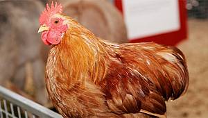 Tavuk eti üretimi 190 bin 172 ton, tavuk yumurtası üretimi 1,6 milyar adet olarak gerçekleşti