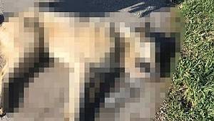 Yaşlı Adam Köpeği Av Tüfeği İle Vurdu