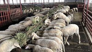 “Halk Elinde Küçükbaş Hayvan Islahı Ülkesel Projesi” 