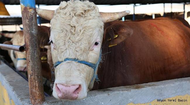 Kurban Kesim Yerleri Belli Oldu