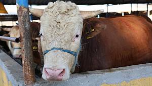Kurban Kesim Yerleri Belli Oldu 