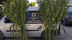  Başmakçı'da Kenevir Ele Geçirildi