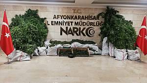 MISIR TARLASINDAN HİNT KENEVİRİ ÇIKTI