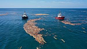 Sinop, Kastamonu ve Bartın'da tomrukların toplanmasına başlandı..