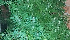 YASADIŞI KENEVİR YETİŞTİREN KİŞİ YAKALANDI