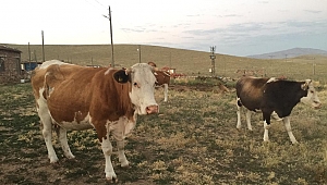HIRSIZLAR İNEKLERİ ÇALDI, BUZAĞI ANNESİZ KALDI.!