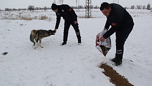 Başkan Recep Bozkurt Sokak Hayvanlarını Unutmadı