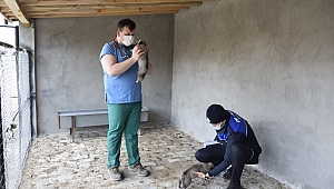 Çay Belediyesi Sokak Hayvanlarına Sahip Çıkıyor..