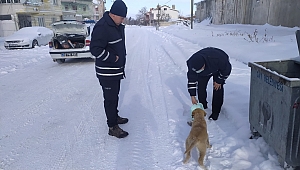Çay Belediyesi Sokak hayvanlarını beslemeye devam ediyor..