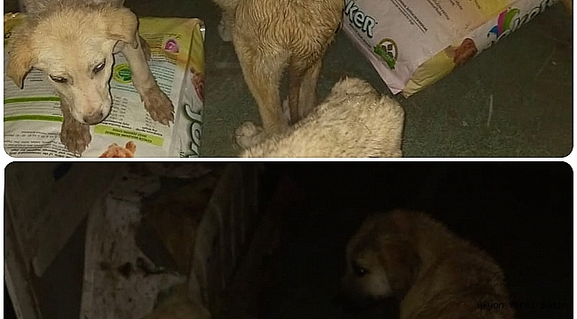 Dinar Belediyesi Can Dostlarını Unutmadı.