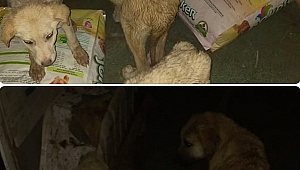 Dinar Belediyesi Can Dostlarını Unutmadı.