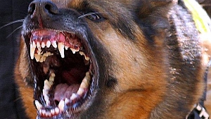 KÖPEKLER SİYASETE ALET OLMAYA BAŞLADI..!