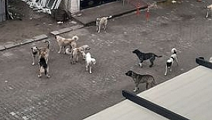  Dinar'da ki Sayısız Başı Boş Sokak Köpekleriyle ilgili şikayetler.... 