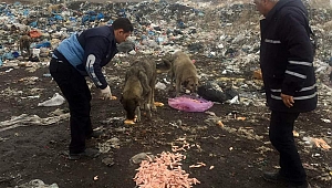 Başkan Şahin, “Dilsiz Dostlarımız Bize Emanet”