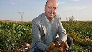 Şuhut Patatesi Tescillendi