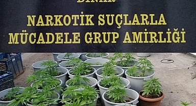  Dinar'da 76 Kök Hint Keneviri Ele Geçirildi