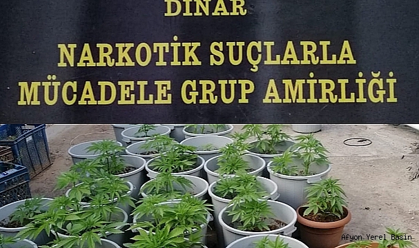 Dinar'da 76 Kök Hint Keneviri Ele Geçirildi