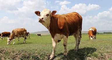 2022 YILI KURBAN SATIŞ VE KESİM YERLERİ.!