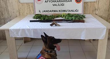 Kenevir Bitkisi Ele Geçirildi.!!