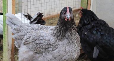 Tavuk eti üretimi 199 bin 200 ton, tavuk yumurtası üretimi 1,59 milyar adet olarak gerçekleşti..