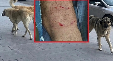 ÜNİVERSİTE ÖNCE KÖPEKLERE, SONRA ALLAH'A EMANET.!