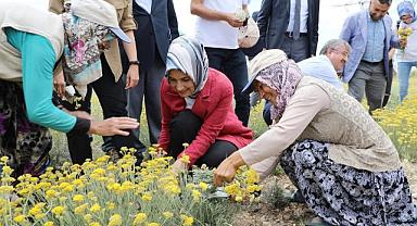 Altınotu Bitkisinin Hasadı Vali Yiğitbaşı’nın Katılımıyla Yapıldı