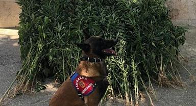 Esrar Maddesi Ele Geçirildi.!!