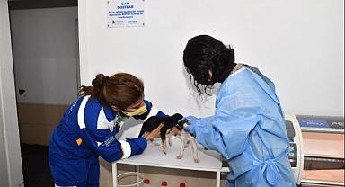 OEDAŞ’IN TEDAVİ ODASINDA ‘CAN DOSTLAR’ SAĞLIĞINA KAVUŞUYOR