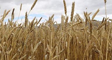 Bitkisel Üretim 2.Tahmini, 2022